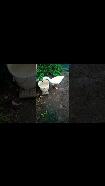 Ezra Junior likes to play in the water 31st December 2022