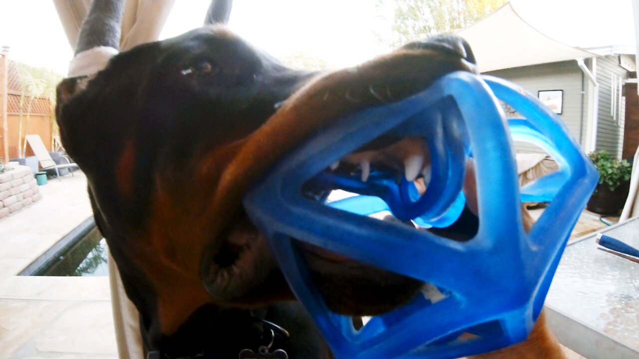 Max the Euro Doberman: Show us your teeth (@ 18 weeks)