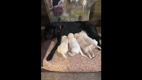 Mama with her puppies