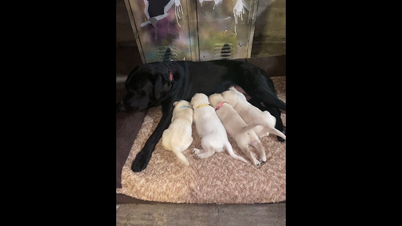 Mama with her puppies