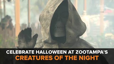 Happy Halloween from ZooTampa's Creatures of the Night | Taste and See Tampa Bay