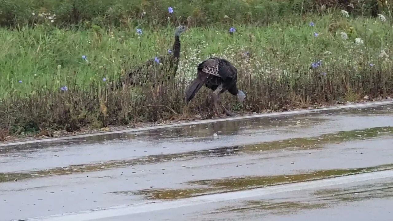 Turkeys in the rain