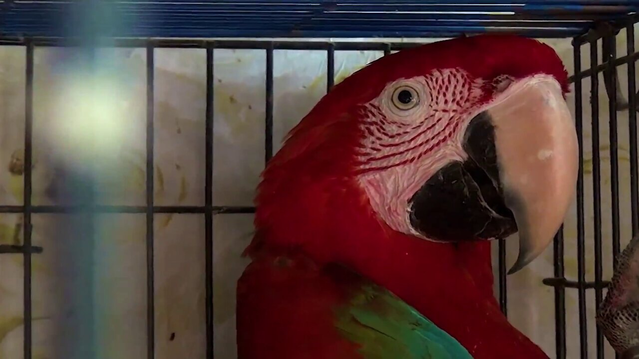 Red Amazing Parrot With Beautiful Colors