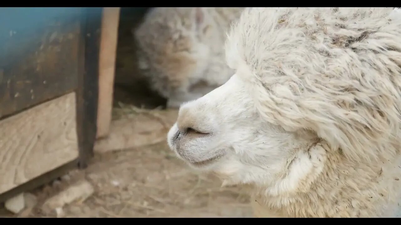 Footage of the alpaca observing the environment