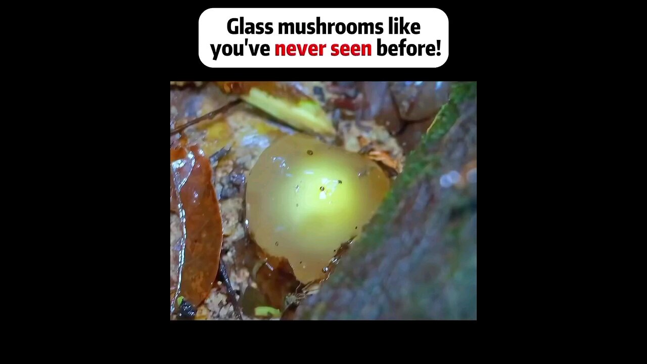 glass mushroom