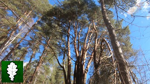 Unusual pine toward the hill of fears, Latvia