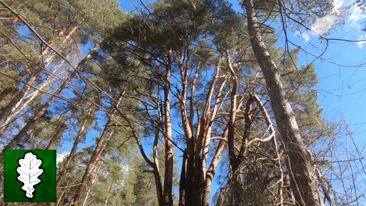 Unusual pine toward the hill of fears, Latvia