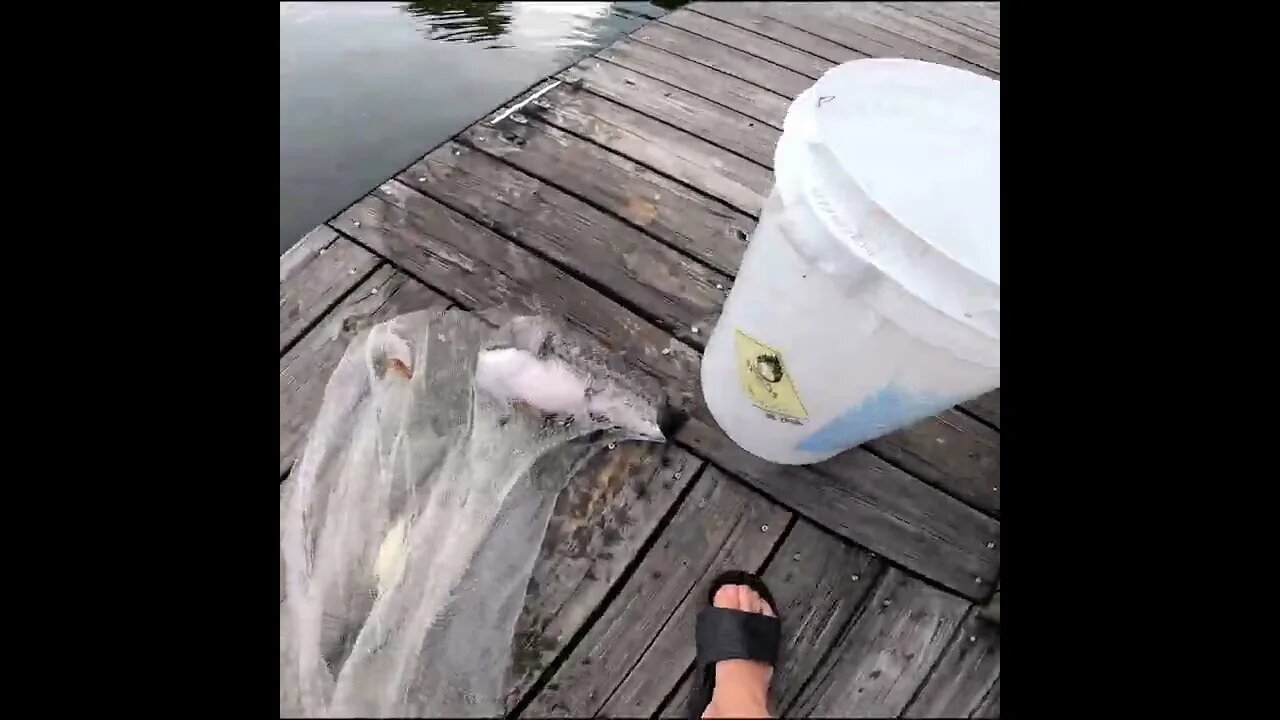 Cast Net Fishing in Florida