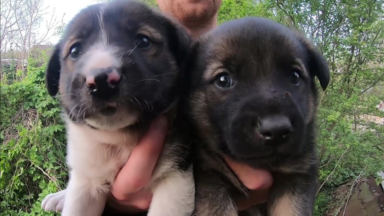 Our last rescue of two gorgeous puppies