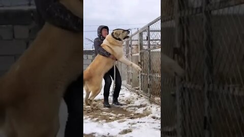 #shorts Смешные Собаки Из Тик Тока 194 Funny Dogs From Tiktok