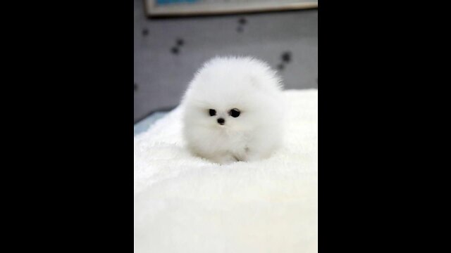 | cute puppy videos 2021 || cute puppy || how to draw a cute puppy || funny puppy video |