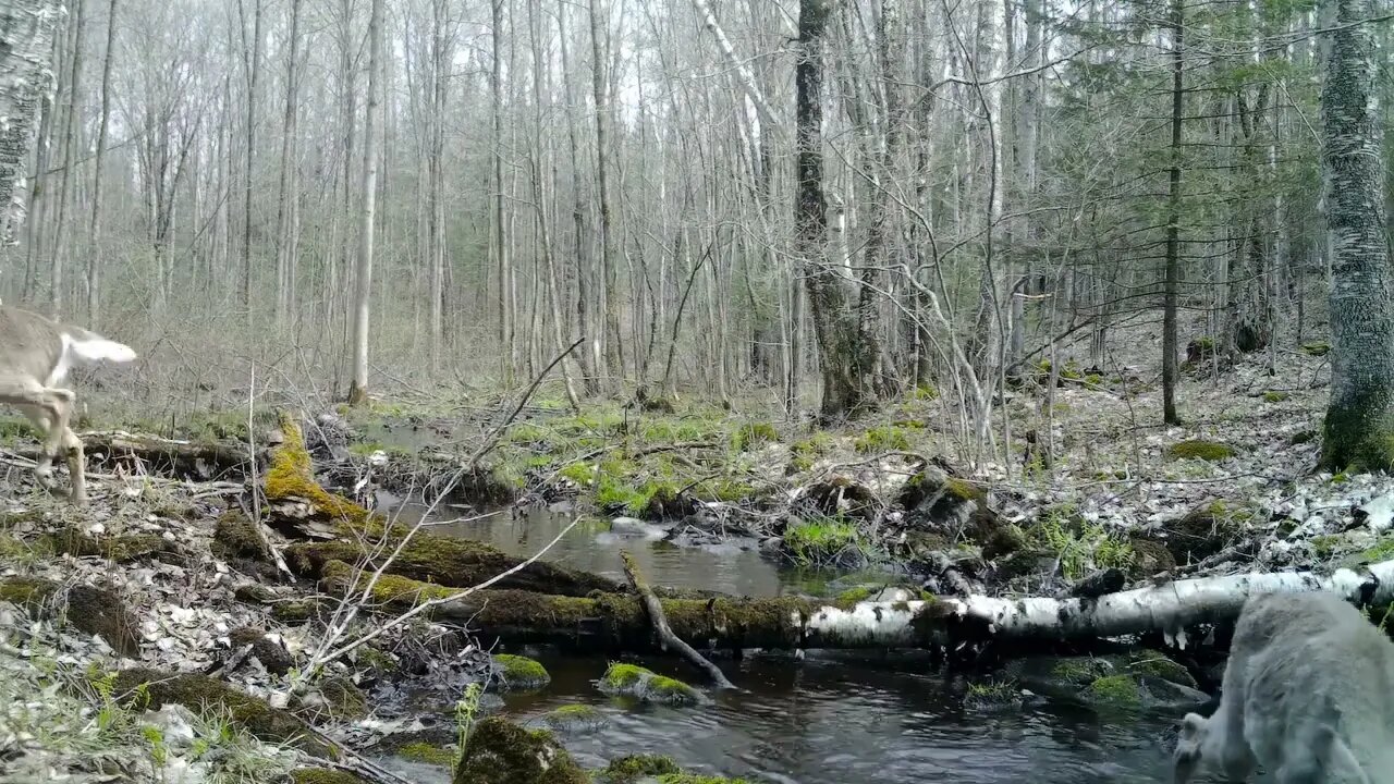 HD Game Camera In Wisconsin Wildlife Oasis