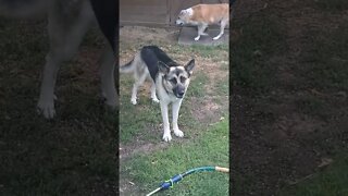 When I Step Into My Dogs Bathroom #shorts