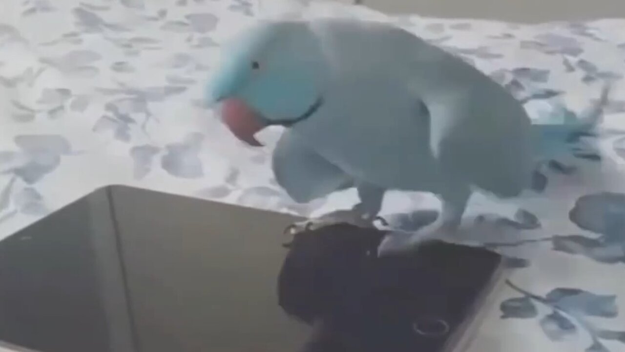 Compilation of funny birds and parrots # 9 🦜