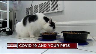 A local veterinarian warns of transmitting COVID-19 to your pets