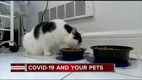 A local veterinarian warns of transmitting COVID-19 to your pets