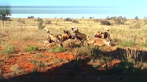 caes selvagens atacam impala