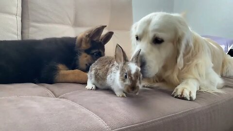 Golden Retriever and German Shepherd Puppy Meet New Baby Rabbit