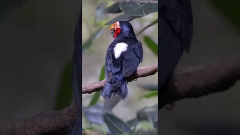 Bearded Barbet Birds #shorts #short