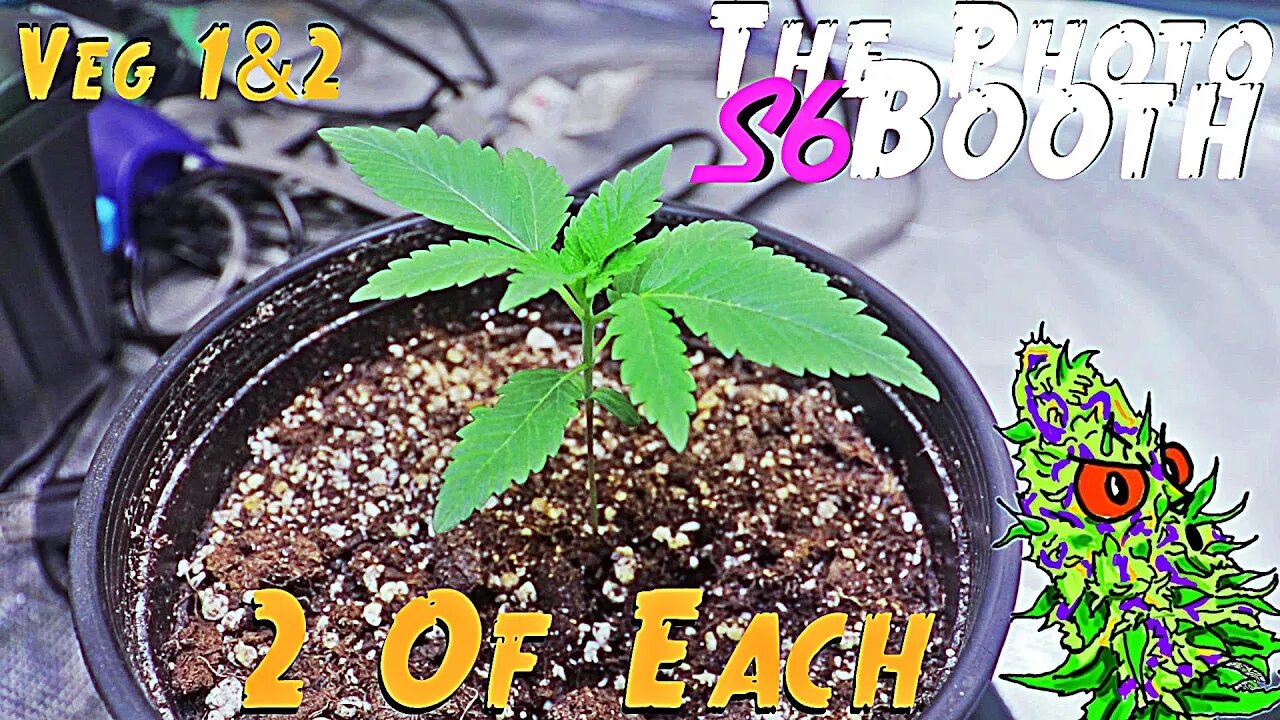 The Photo Booth S6 Ep. 2 | Veg 1 & 2 | Two Of Each Strain