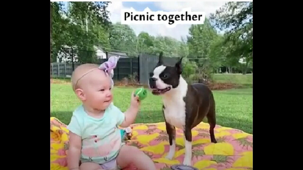 Babies Playing with Dogs | Baby and Pets Videos | Funny Baby