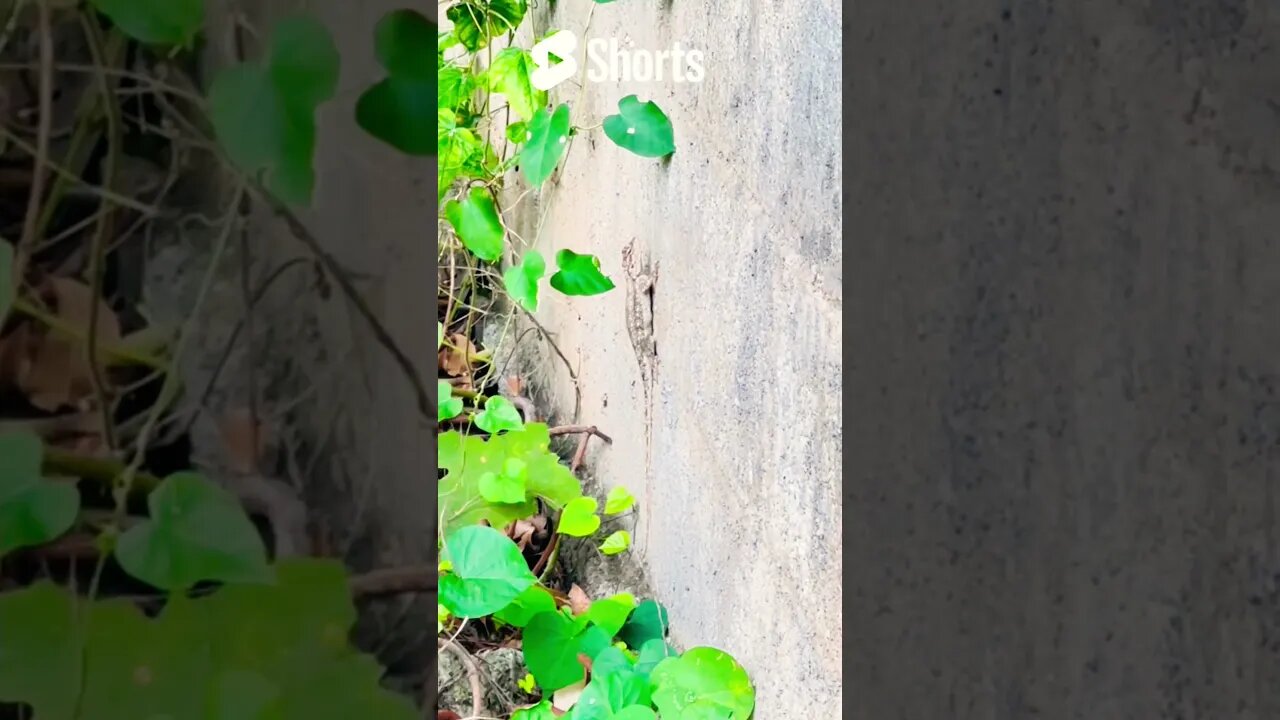 Tingi 😍😂✌️ #shortscreator #chameleon