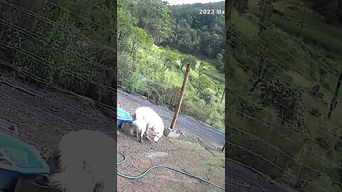 Farm cam: monitoring animals