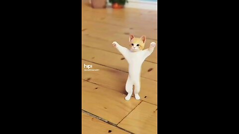 cat dance