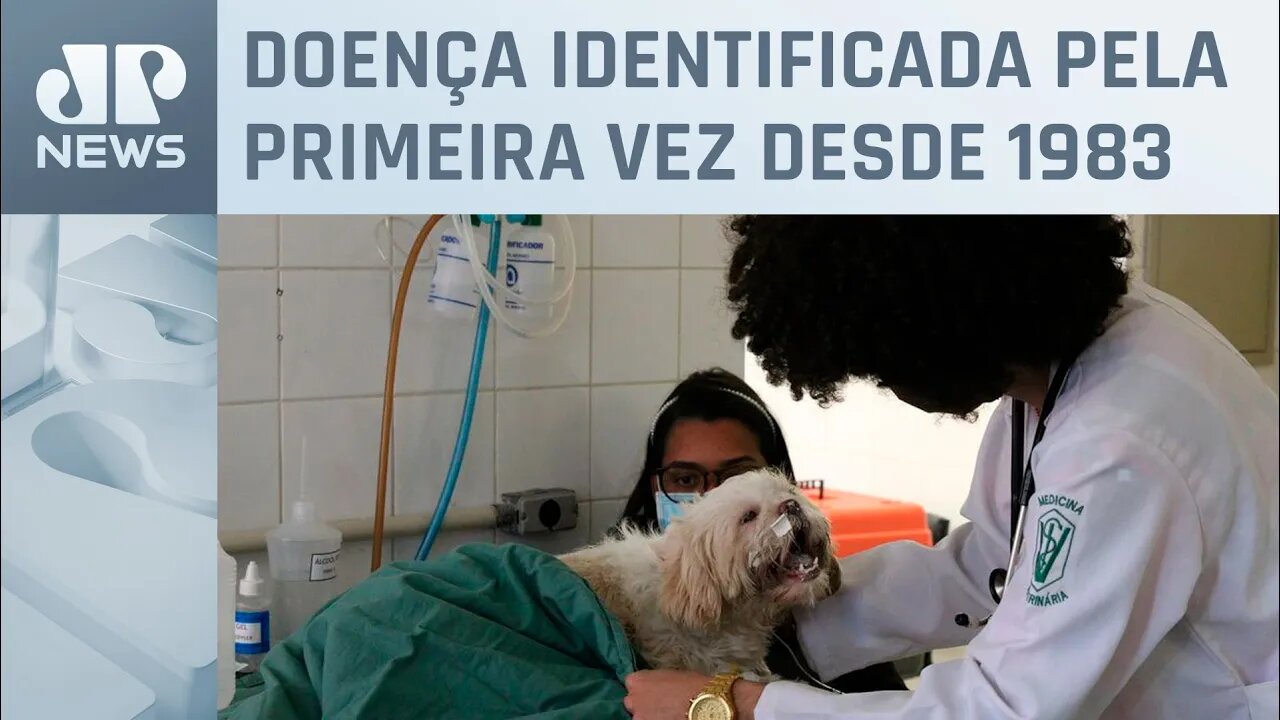 Após 40 anos, São Paulo registra novo caso de raiva canina