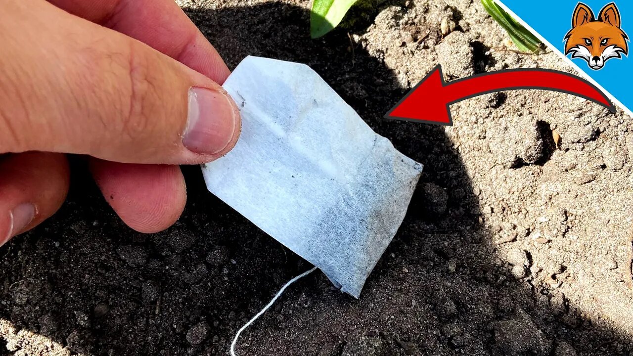 Bury a TEA BAG and WATCH WHAT HAPPENS 💥 (suprising) 🤯