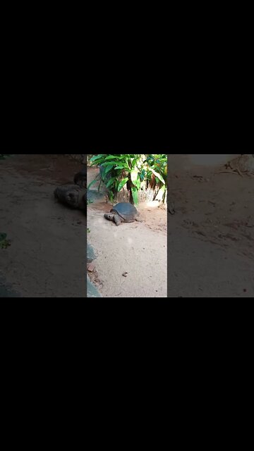 That's a big tortoise. 😊