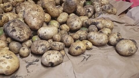 Massive potato harvest for Winter storage!!!