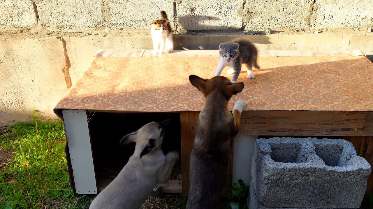 Познакомил Котят с собаками