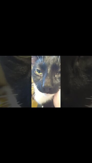 Moonpie the fluffanator #shortsfeed #shorts #shortsvideo #youtubeshorts #catvideos #cat