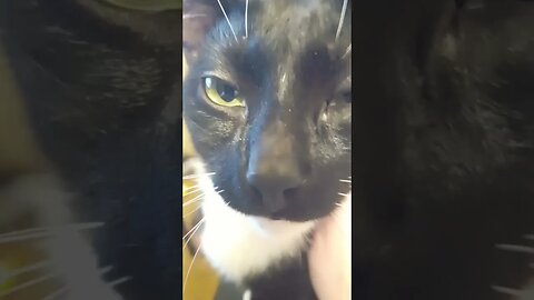 Moonpie the fluffanator #shortsfeed #shorts #shortsvideo #youtubeshorts #catvideos #cat