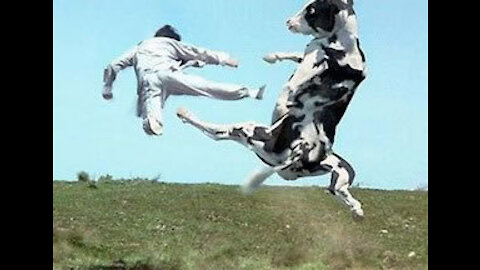 kong fu cow