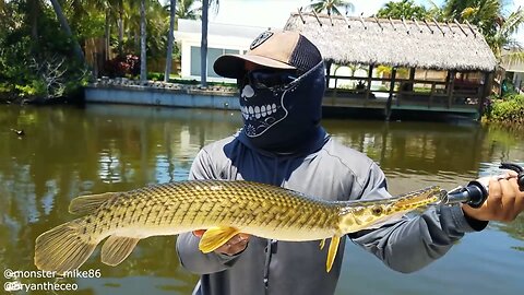 EPIC LAKE IDA SLAM!!! Catching Clownknife fish, Largemouth, Peacock Bass