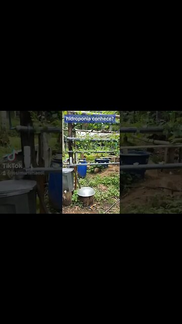 momentos no reino - hidroponia