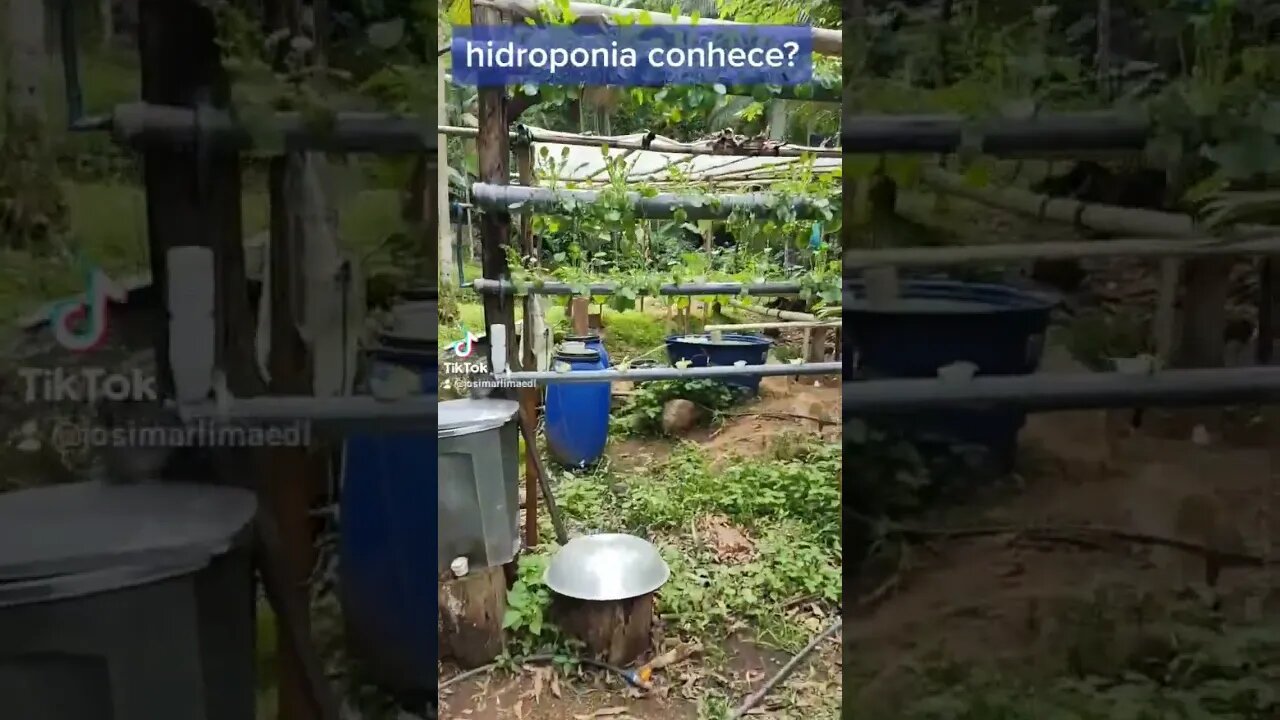 momentos no reino - hidroponia