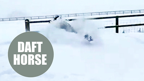 Hilarious video of horse face-planting in huge pile of snow goes viral