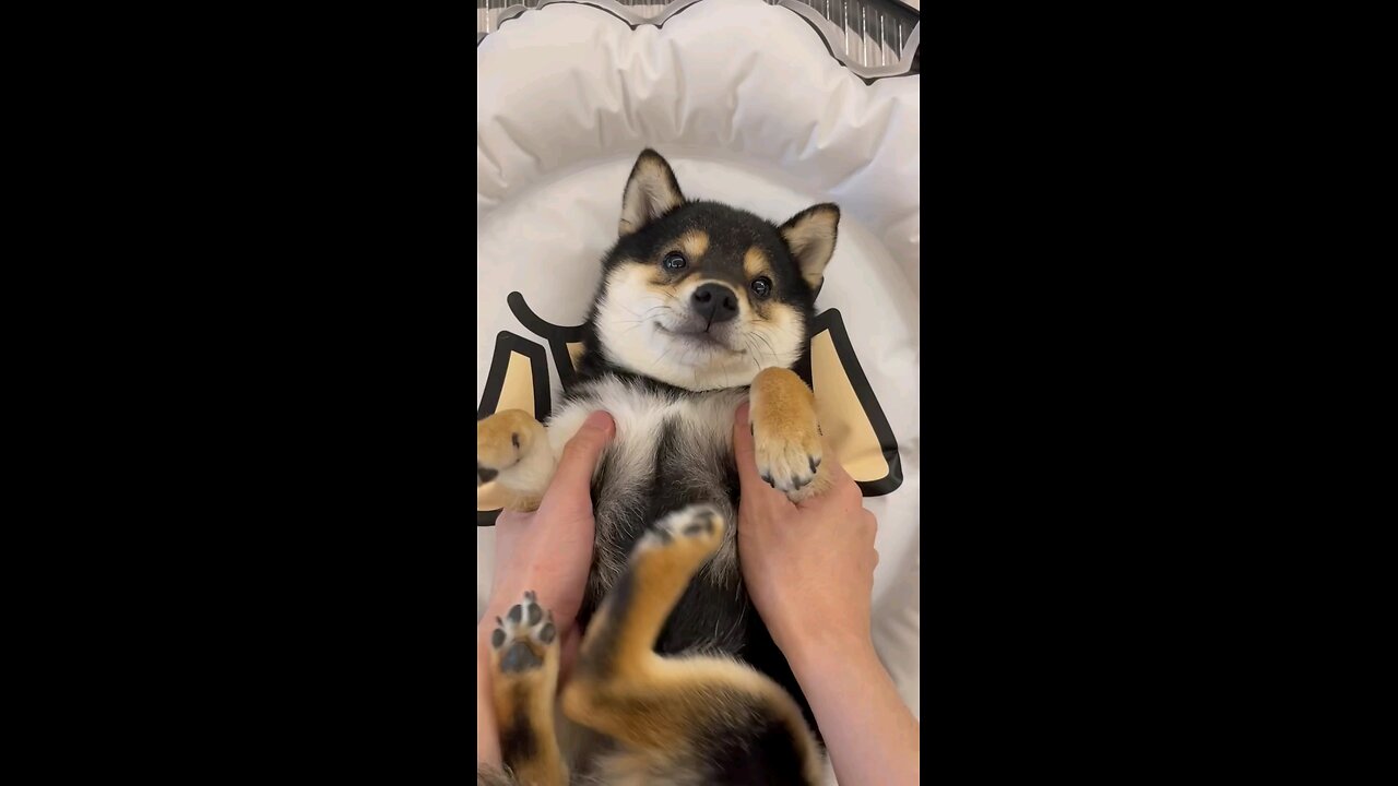 Cute Dog Gets Spa Asmr - Dog Asmr