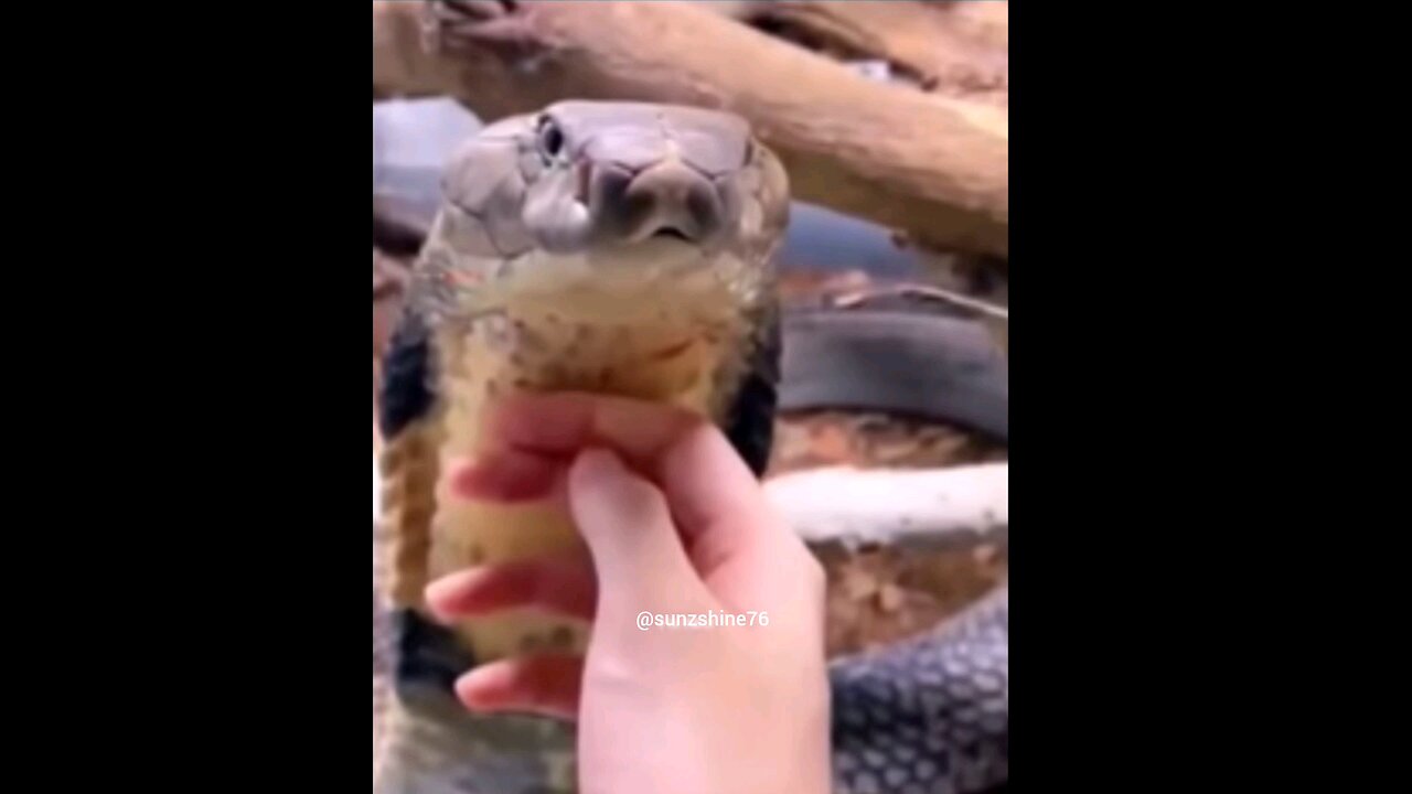 For those boys who says, meri bali sabsy alag hai 🐍