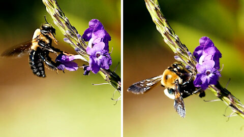 Bumble Bee Feeding On Flowers Nectar