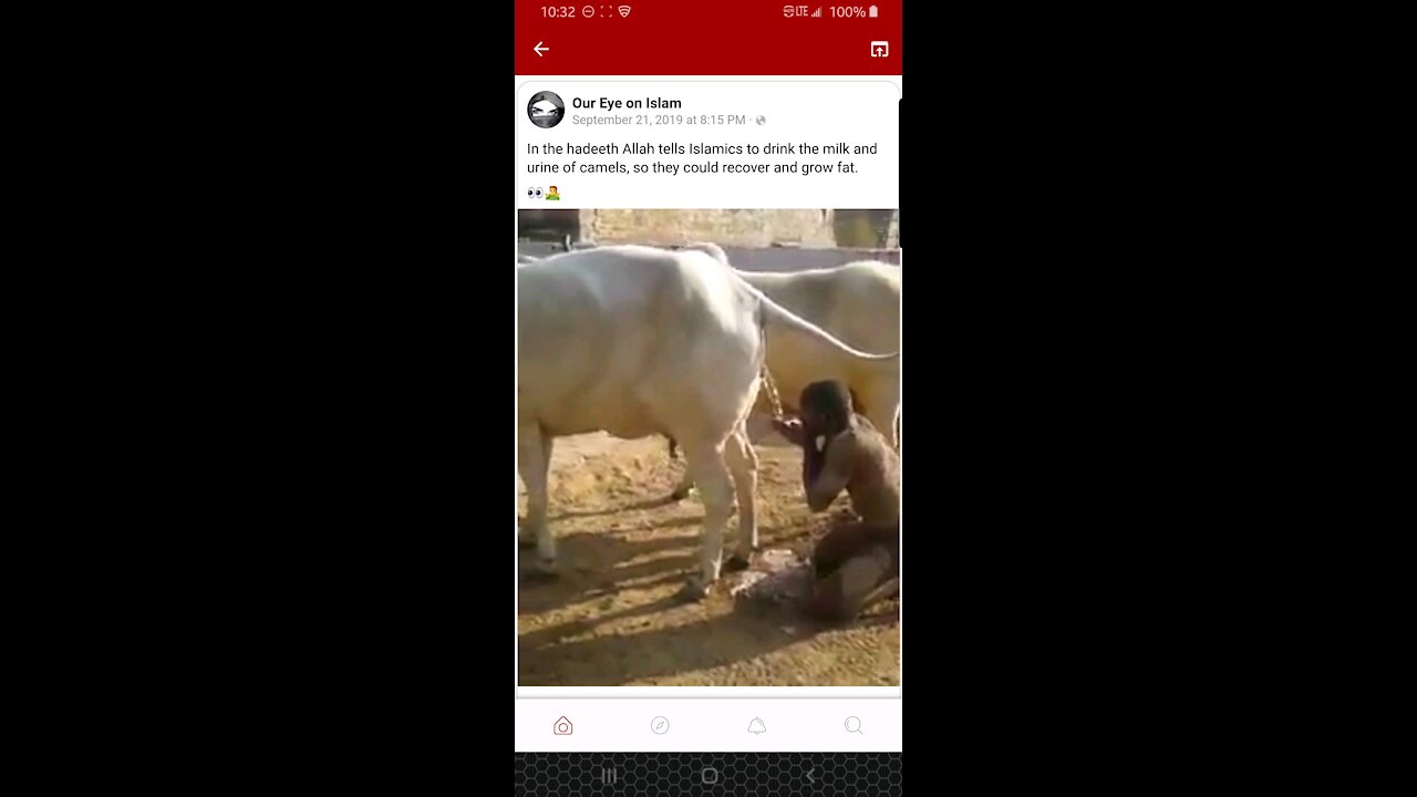 Camel piss shower