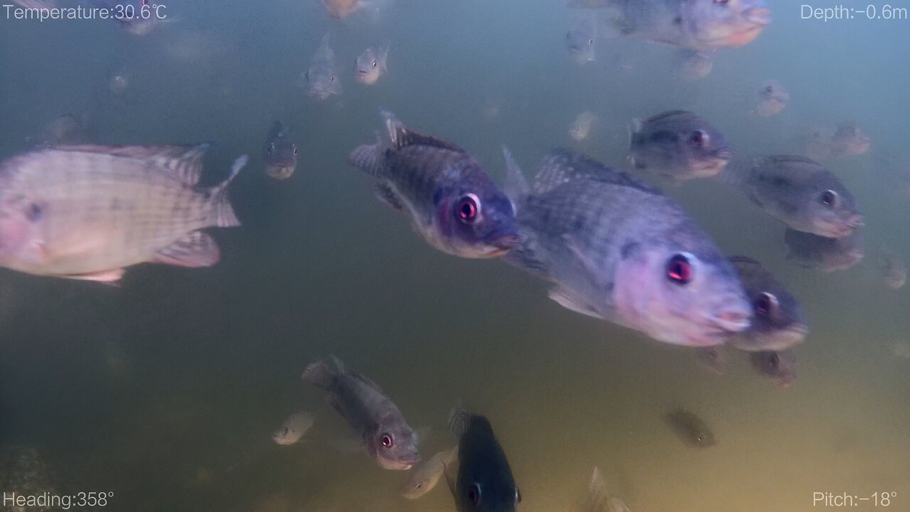 UNDERWATER DRONE in a FLORIDA POND