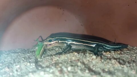 SPEEDY THE BROAD-HEADED SKINK HUNTING AND EATING A LESSER MEADOW KATYDID (09/11/23) 🎶