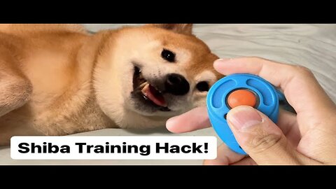 How to Train a Shiba - Using a Clicker