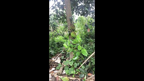 It's true that ripe jackfruit chooses the day