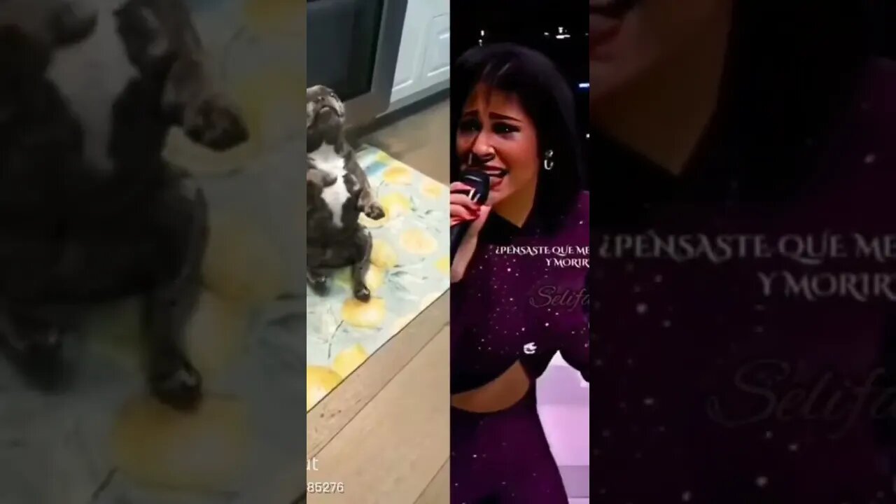 the best dog dancing with the singer
