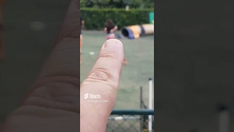 Agility é o esporte democrático da família idosos, adultos e crianças juntas que gostam de cães